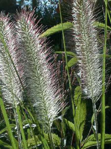 Acheter des Herbe aux écouvillons décorative WEILIN sur motte d'herbe, vert,  25cm