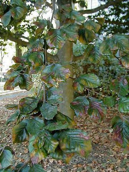 Graines de Hêtre commun - Semences de Fagus Sylvatica