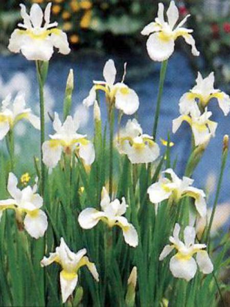 Iris sibirica  Snow Queen (Iris, blanc) - Acheter sur
