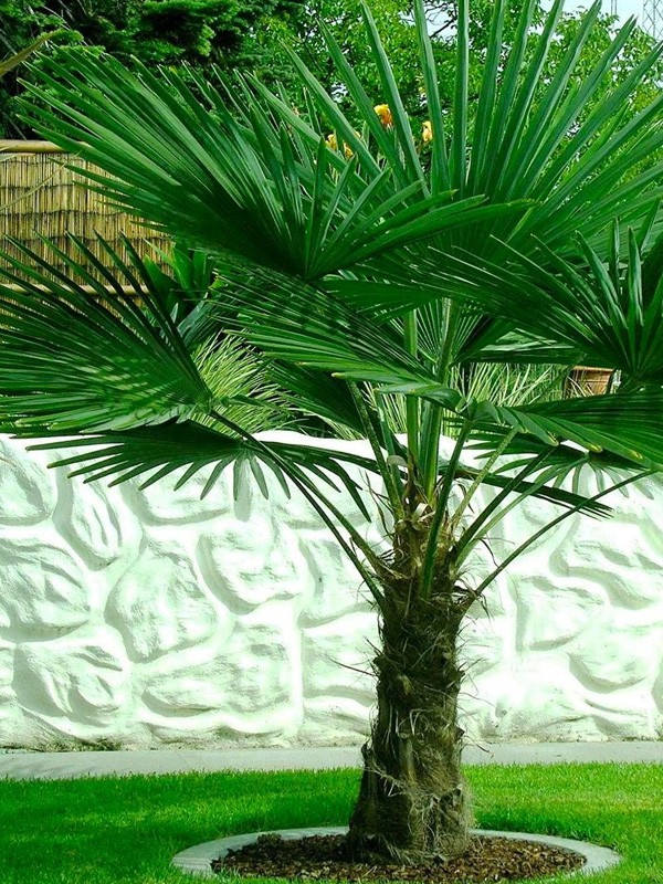 Palmier de Chine