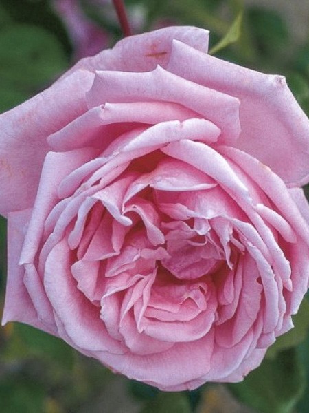 Rosier grimpant 'Papi Delbard ' - Rosa x grimpant 'Papi Delbard ' - Le  Jardin du Pic Vert