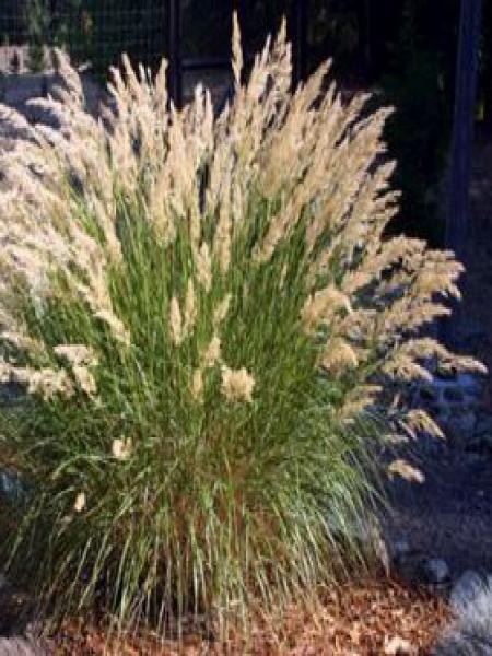 Stipa calamagrostis deals