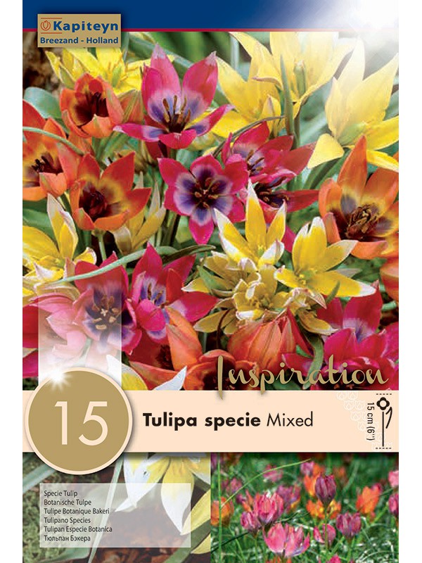 Tulipe Kaufmanniana en mélange