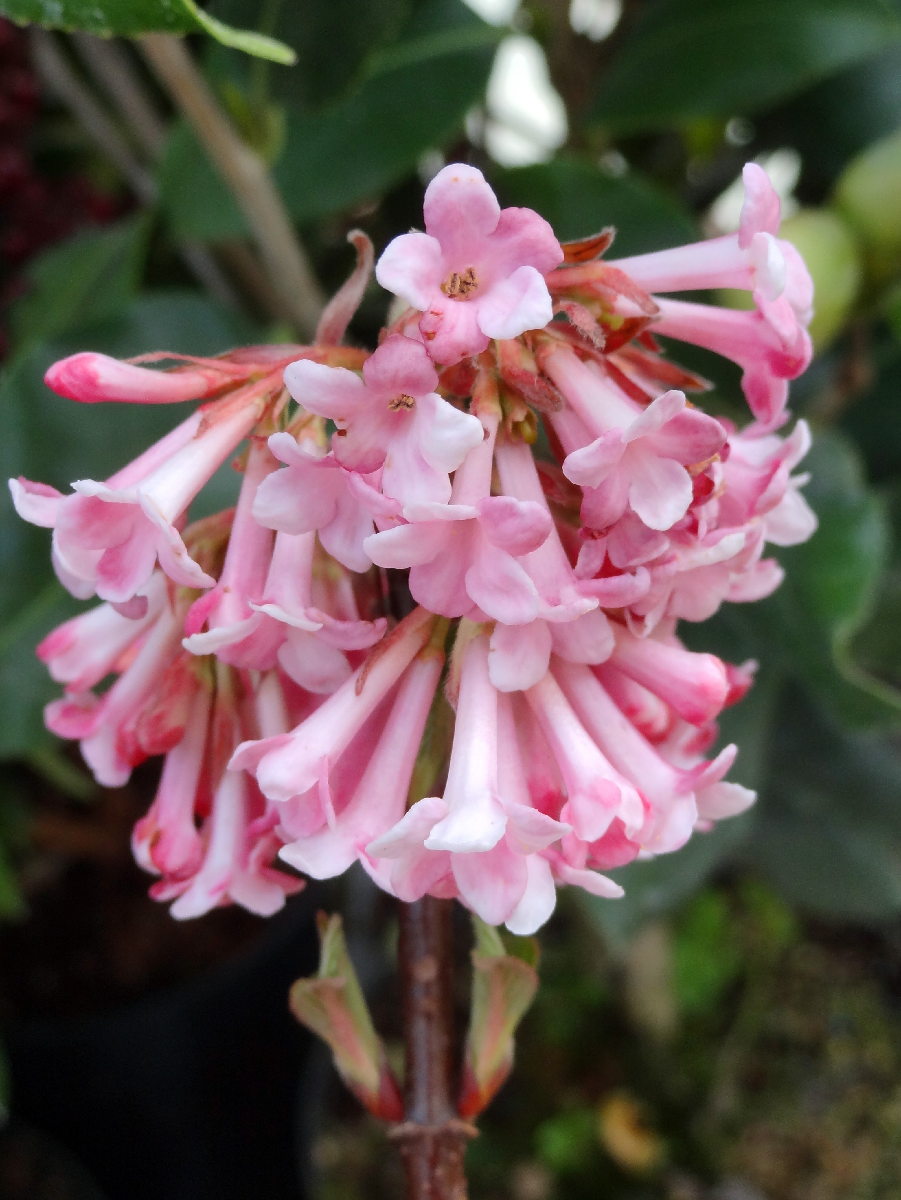 Viorne dhiver Dawn - Viburnum bodnantense - Le Jardin du Pic Vert