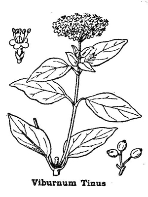 Laurier tin (viburnum tinus) - présentation et conseils de culture